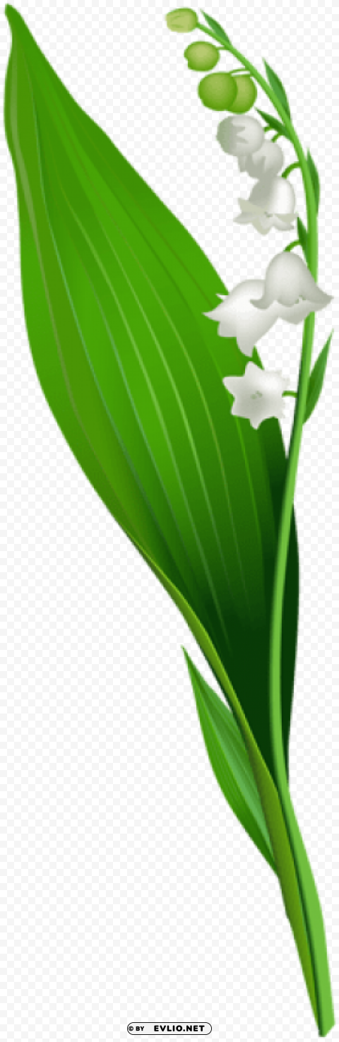 lily of the valley flower Transparent Background PNG Isolated Design