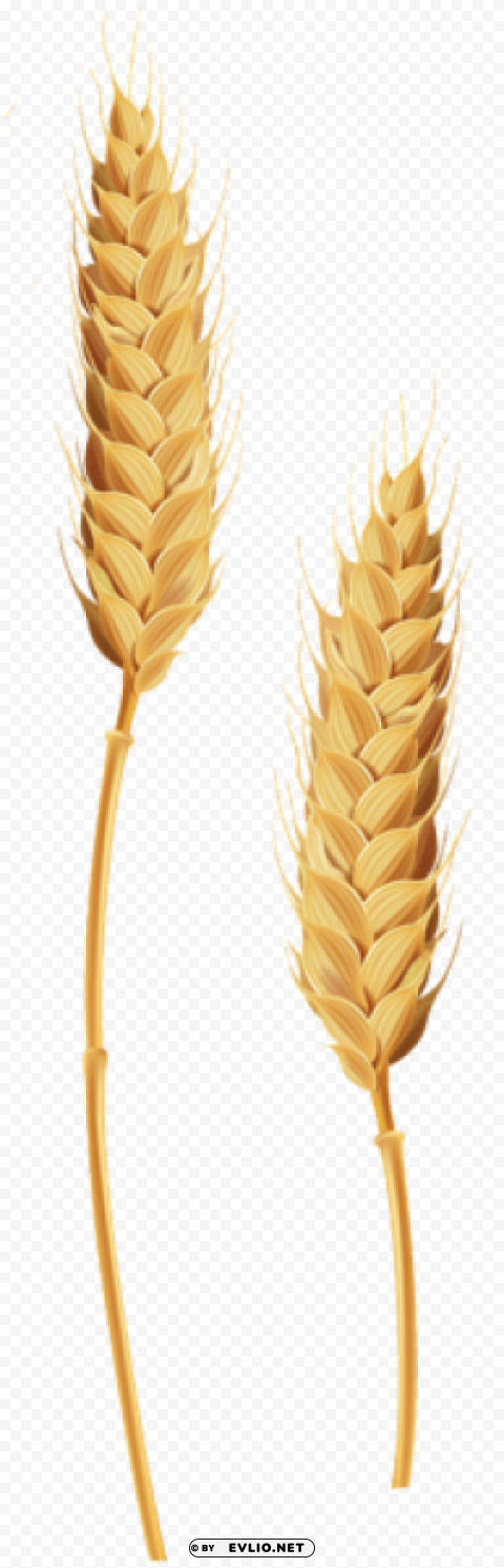 wheat stalks Isolated Subject in Transparent PNG Format