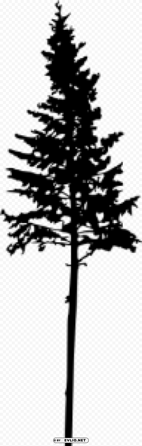 Pine Tree Silhouette PNG with Transparency and Isolation