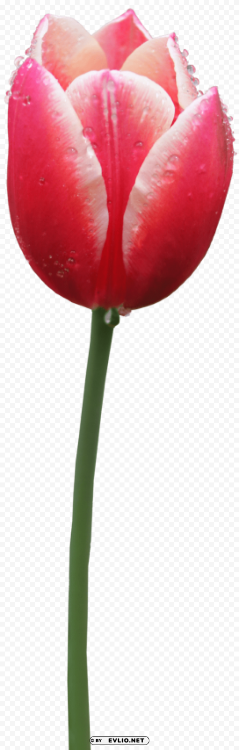 tulip HighResolution Transparent PNG Isolated Item