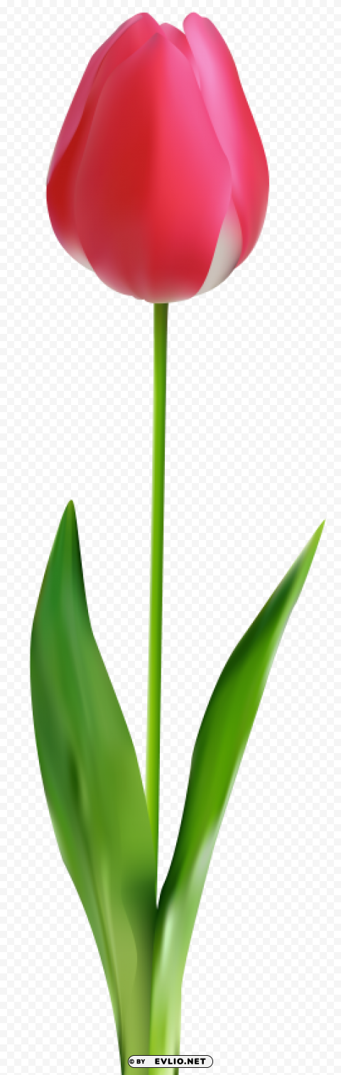 tulip PNG transparent images mega collection