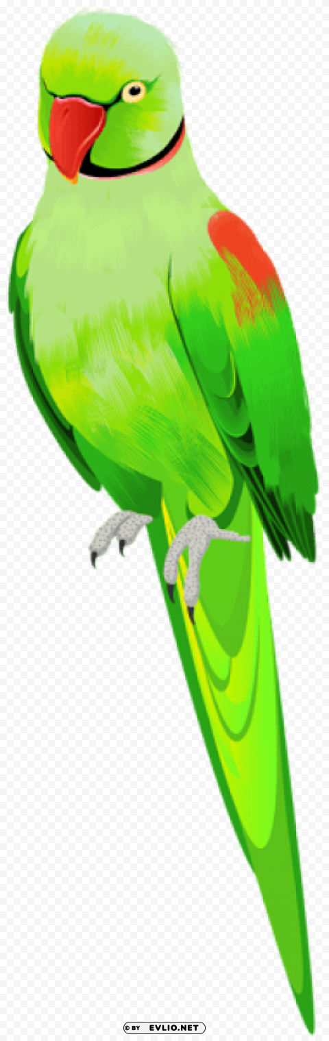 alexander parrot Free download PNG with alpha channel