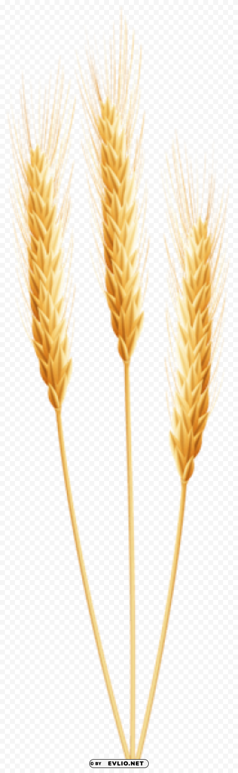 Wheat PNG Graphic Isolated on Clear Backdrop