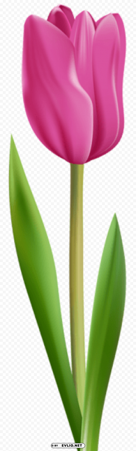 tulip pink transparent Isolated Artwork in HighResolution PNG