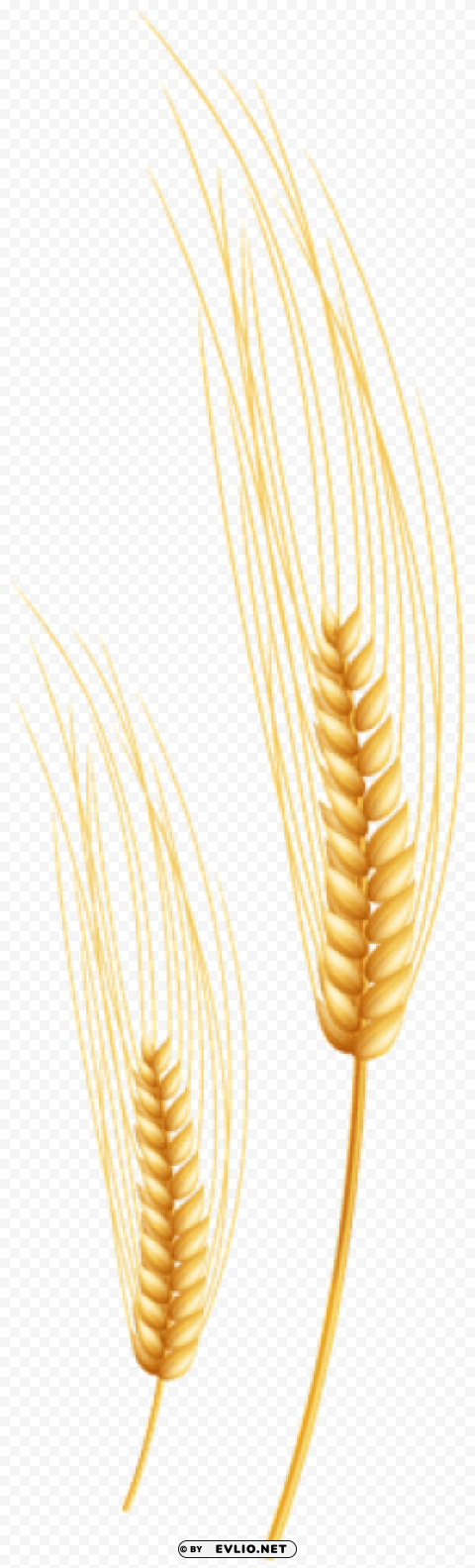 wheat Isolated Subject on Clear Background PNG