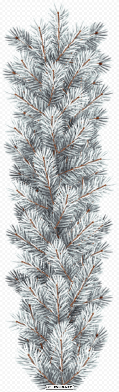 white pine branch Isolated Character in Transparent PNG