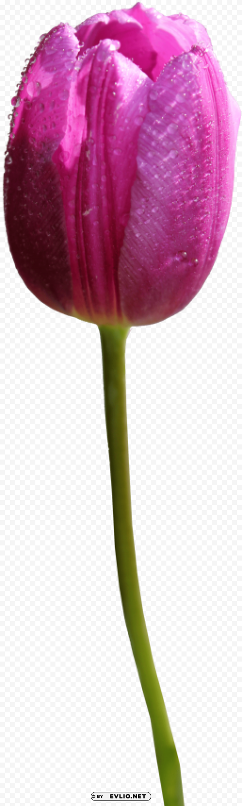 tulip PNG images with transparent canvas comprehensive compilation