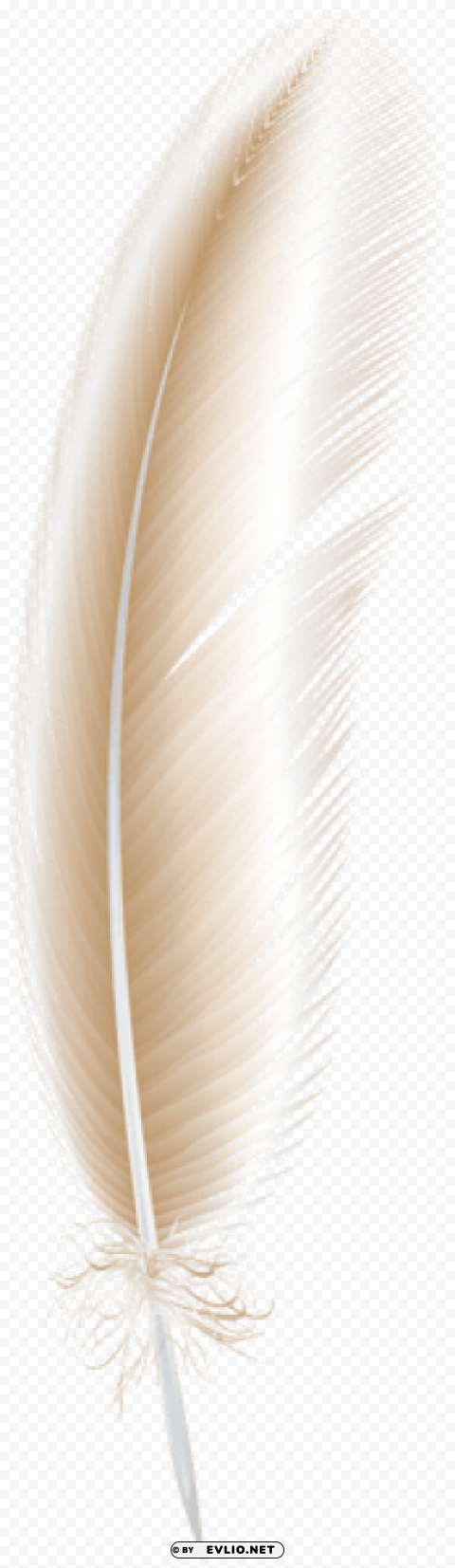 light brown feather PNG images with high-quality resolution