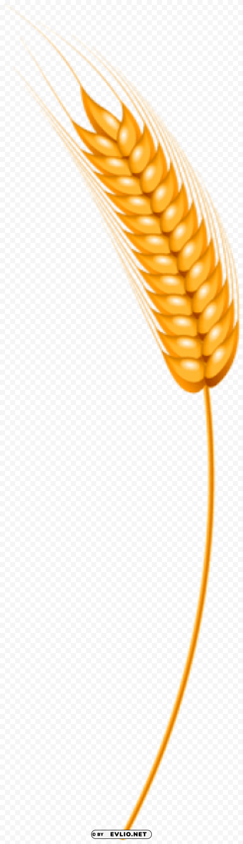 wheat class Isolated Subject with Clear PNG Background