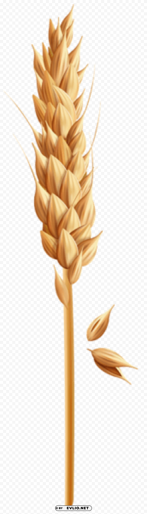 wheat grain Isolated Subject on HighResolution Transparent PNG