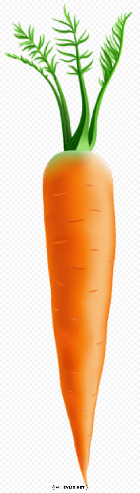carrot Isolated Artwork in Transparent PNG