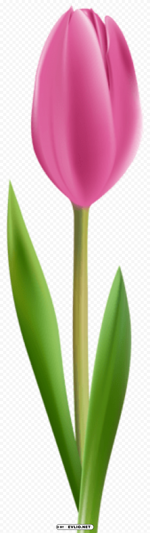 pink tulip HighResolution Transparent PNG Isolation