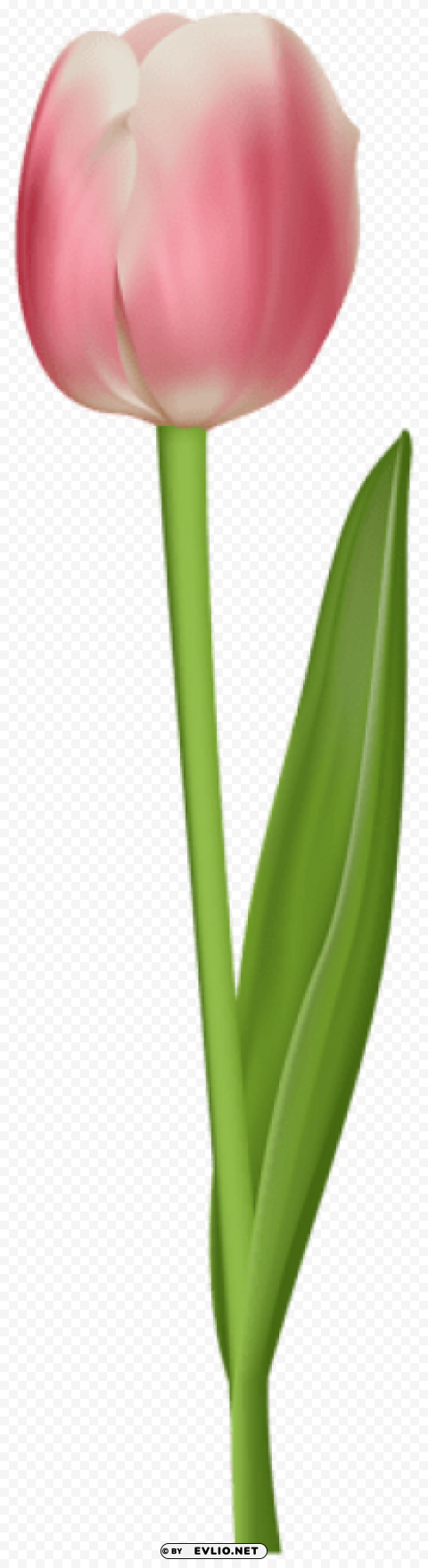 PNG image of tulip Isolated Element in Transparent PNG with a clear background - Image ID 64b21bdf