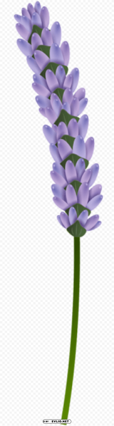 lavender transparent PNG pictures with no backdrop needed