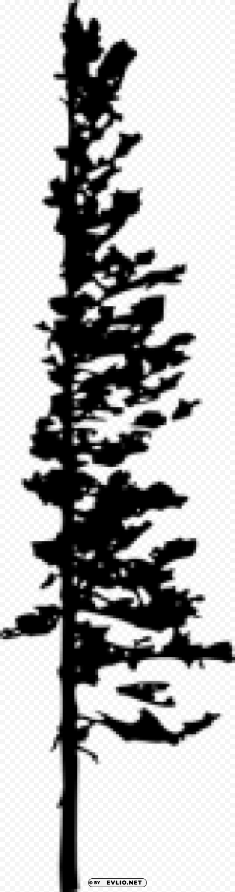 Pine Tree Silhouette PNG with Isolated Object and Transparency