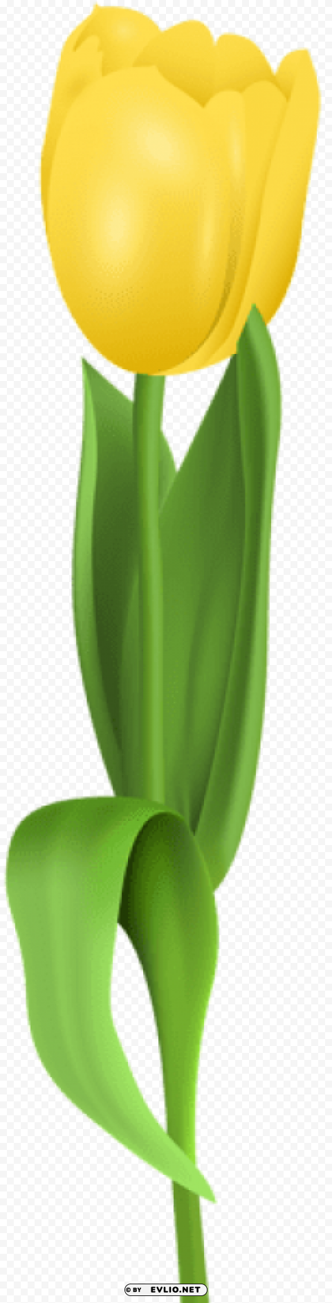 yellow tulip Isolated Object in Transparent PNG Format