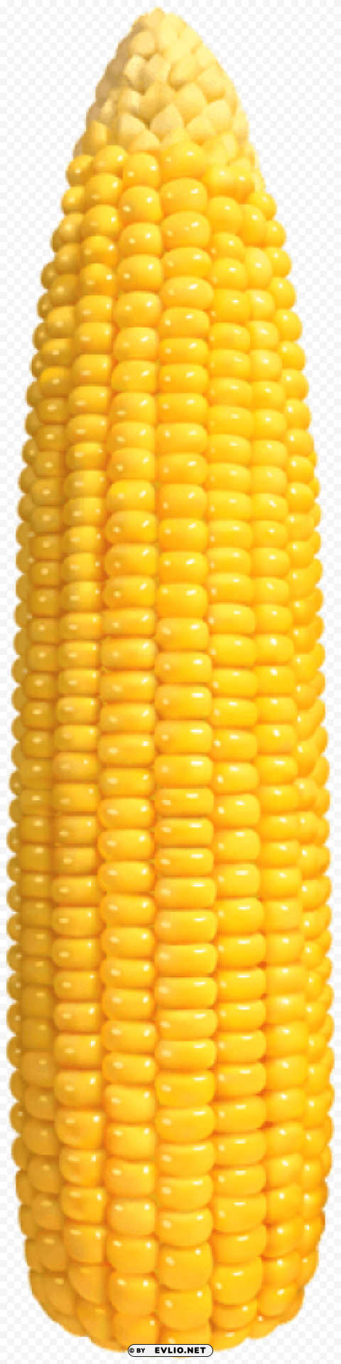 corn Clean Background Isolated PNG Graphic Detail