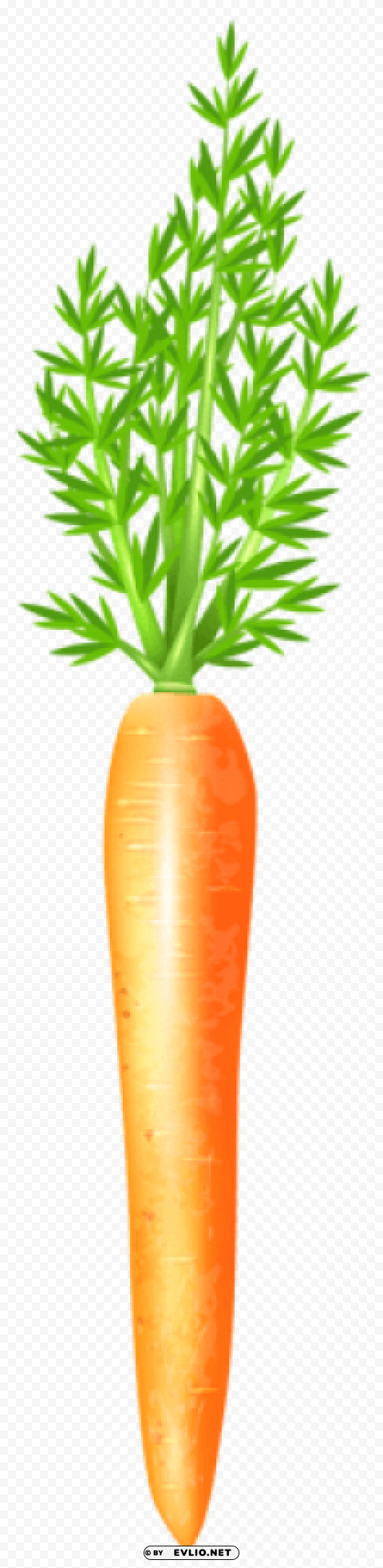 carrot free HighQuality Transparent PNG Element