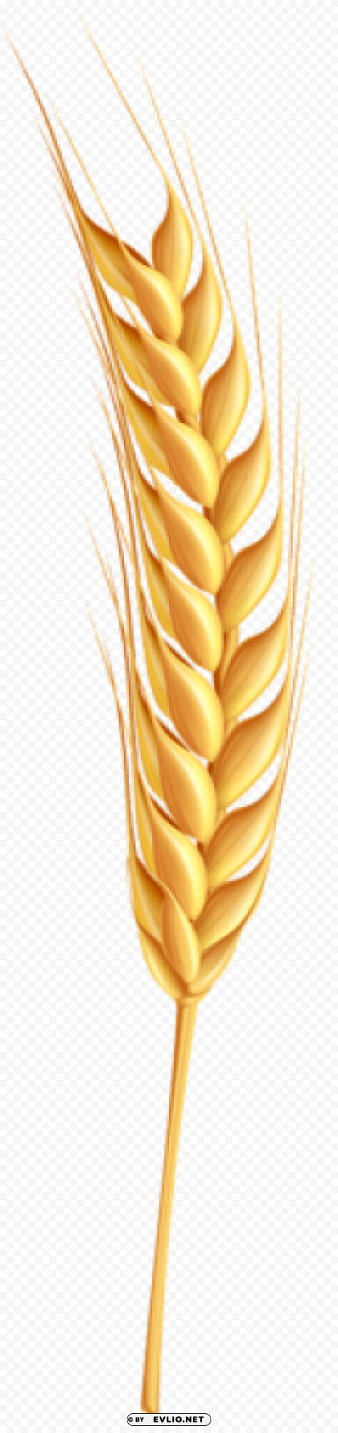 Wheat PNG free download