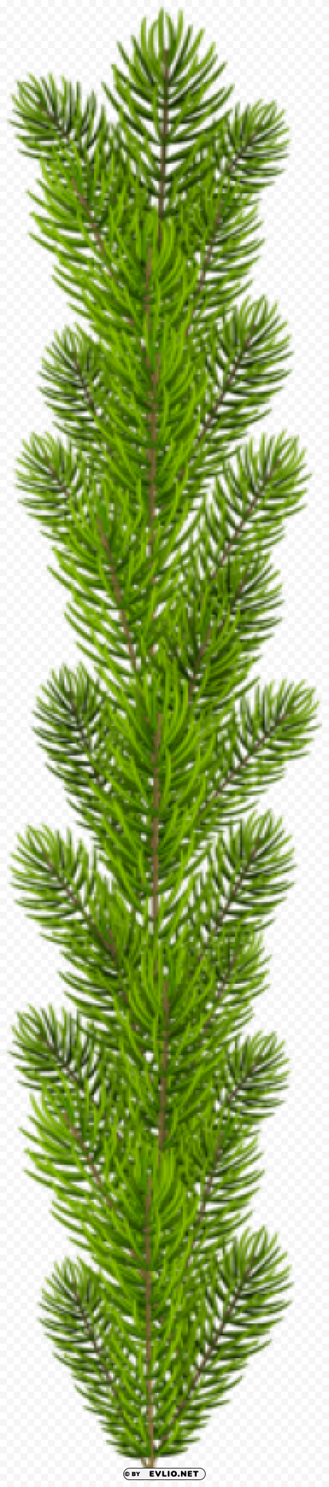 pine tree branch Isolated Character in Transparent Background PNG