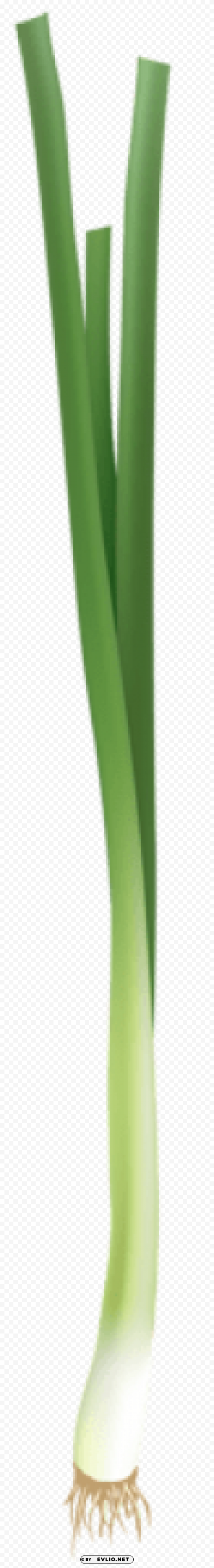 spring onion PNG images with transparent elements