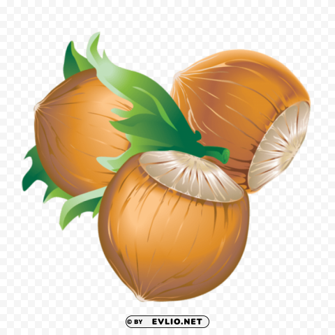 Hazelnut PNG Transparent Photos For Design