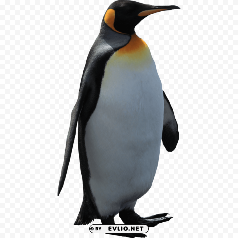 Adult Penguin PNG No Watermark