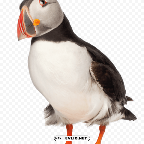 adult puffin PNG transparent photos library