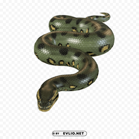 Anaconda Free PNG Transparent Elements Compilation