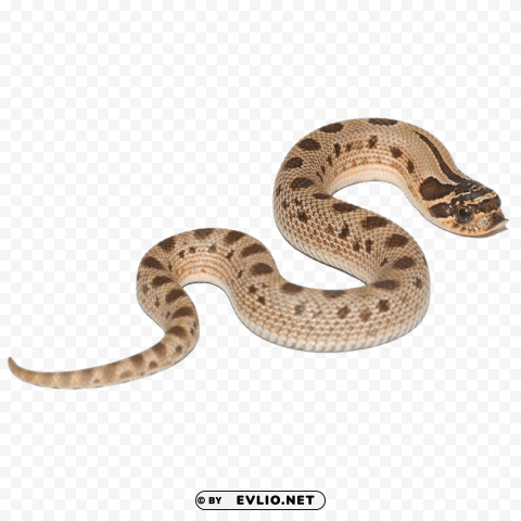 anaconda free s PNG photos with clear backgrounds