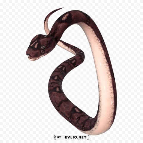 anaconda s PNG pictures without background
