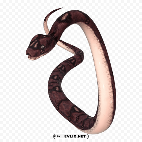 Anaconda S PNG Pictures Without Background