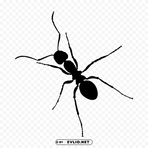 ant Isolated Object on HighQuality Transparent PNG