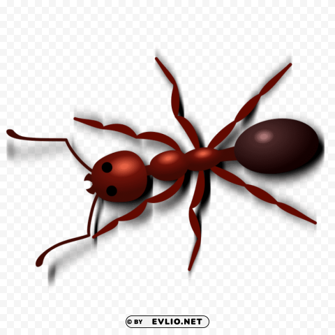 ant Isolated Object on Transparent Background in PNG