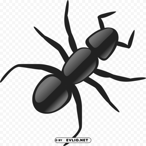 ant Isolated Object with Transparency in PNG