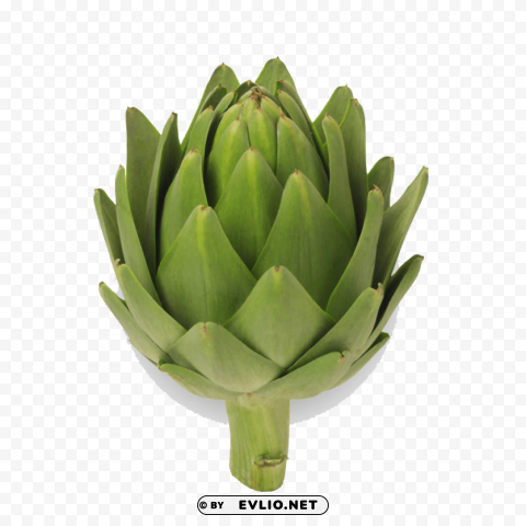 artichokes Isolated Element with Clear PNG Background