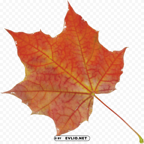 autumn leaves PNG transparent images for social media