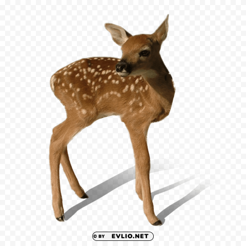 baby deer standing PNG Image Isolated on Clear Backdrop