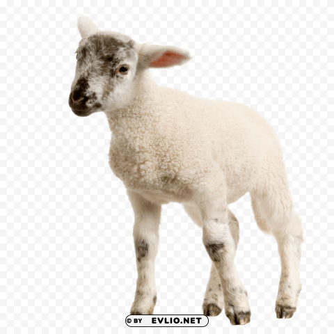 baby lamb Isolated Character in Transparent PNG Format