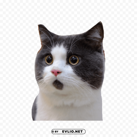 banye surprised cat PNG images with alpha transparency layer