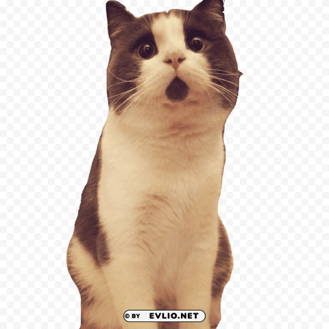 banye surprised cat looking up Isolated Item with Transparent PNG Background
