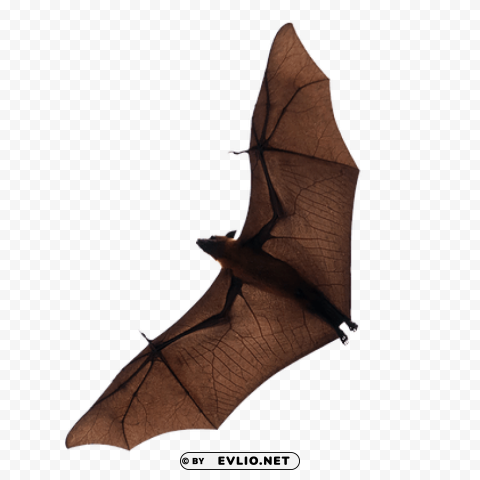 Bat - High-Quality Images - Image ID a95e23f1 Isolated Graphic Element in Transparent PNG png images background - Image ID a95e23f1