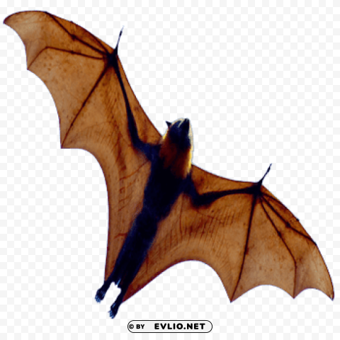 bat open wings from below PNG files with transparency