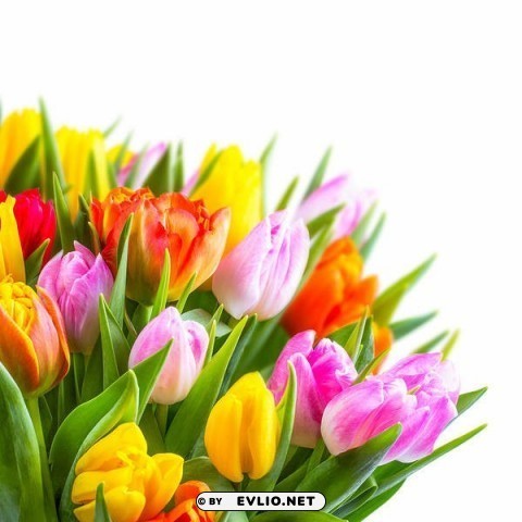 beautiful tulips flowers Transparent PNG images pack