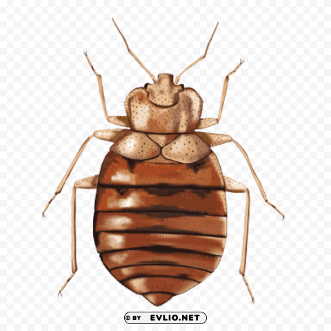 bed bug illustration PNG Graphic with Clear Background Isolation