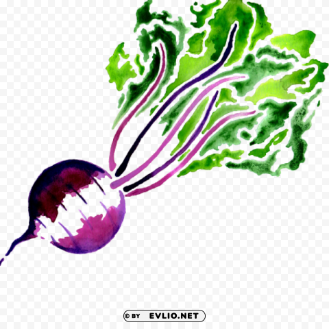 beet PNG Image Isolated with Clear Background