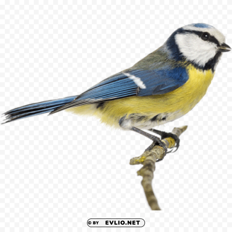 birds PNG for educational use