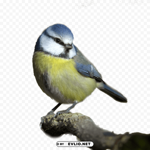 birds PNG for free purposes
