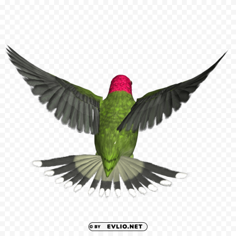 birds PNG for t-shirt designs