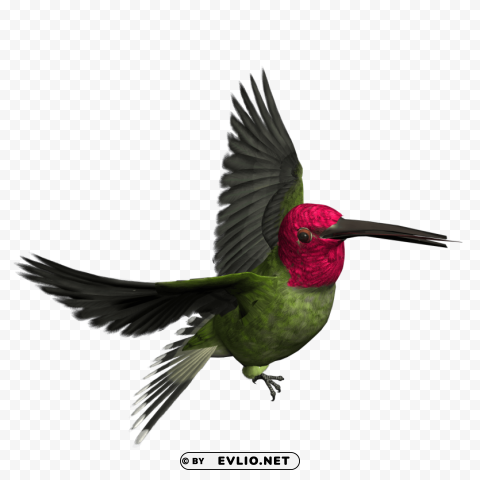 Birds PNG Free Download